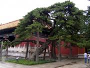 Pinus tabulaeformis 